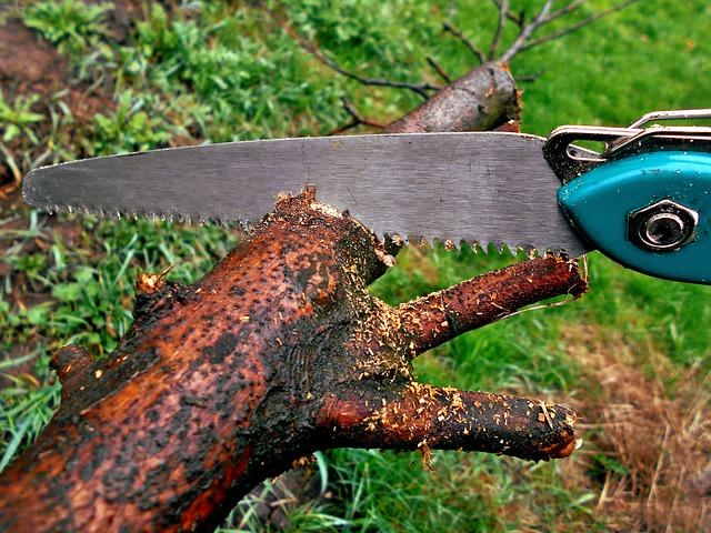 BANDO: Poda de árboles por daño al alumbrado público o afectar a la circulación